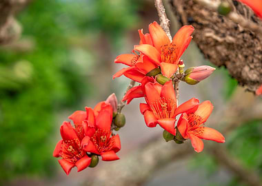 Bombax ceiba blossoms
