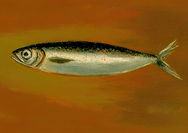 Sardine