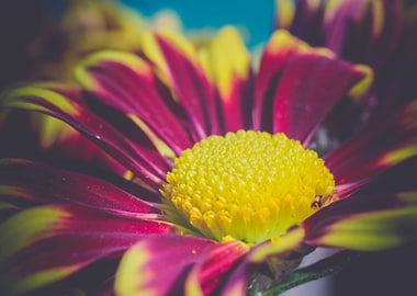 Aster flower close up