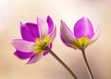 Purple botanical Tulips