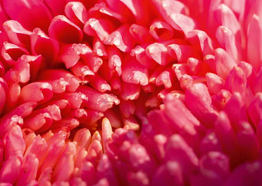 Macro of pink aster flower