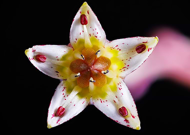 Graptopetalum paraguayense