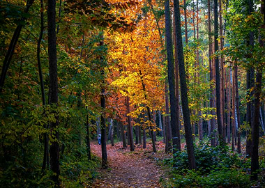 Forest Autumn Scenery