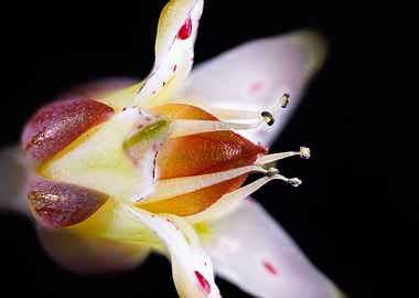 Graptopetalum paraguayense