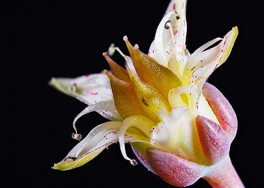 Graptopetalum paraguayense