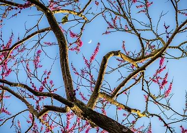 Pink Cherry trees and moon