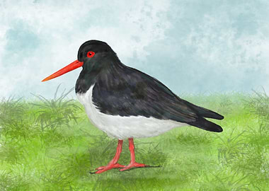 An oystercatcher