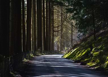 Tree lined country road