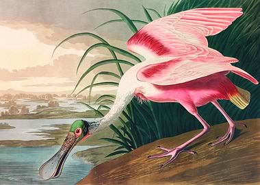 Roseate Spoonbill