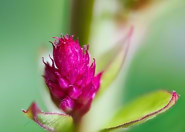 Macro of a celosia