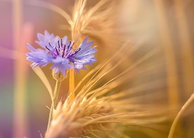 cornflower