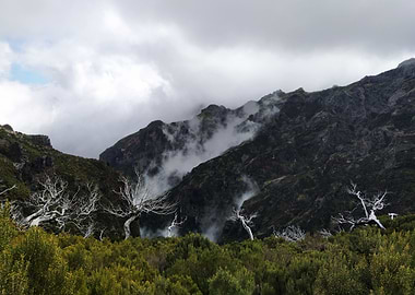 Madeira Mountain Fog Trees