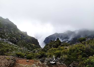 Madeira Mountains Trees