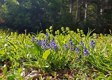 Flowers in the sunlight