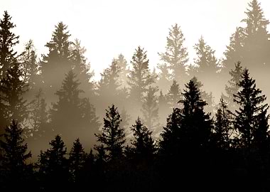 Brown Forest Dream 1