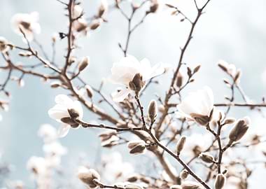 Magnolia Beauty Dream 1