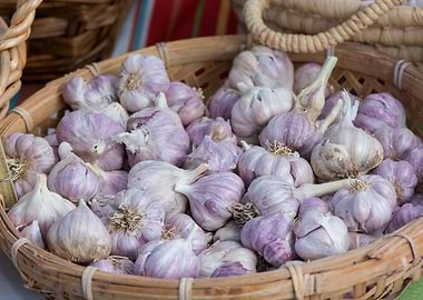 Basket of Garlic
