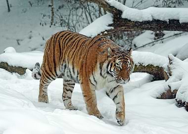 Tiger in the Snow
