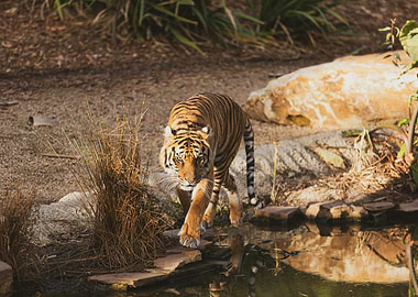 Tiger by the Water