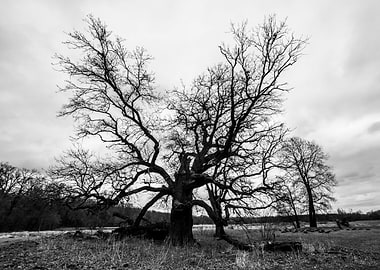 Old oaks