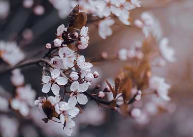 White Cherry blossom, tree