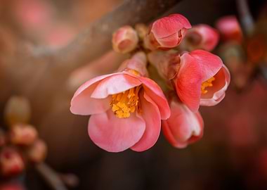 Orange Quince flowers
