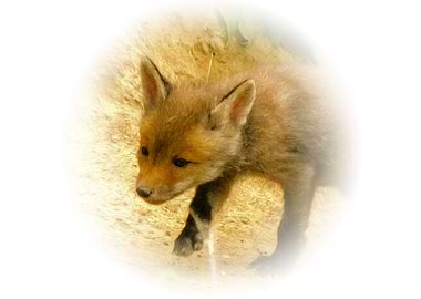 Red fox cub