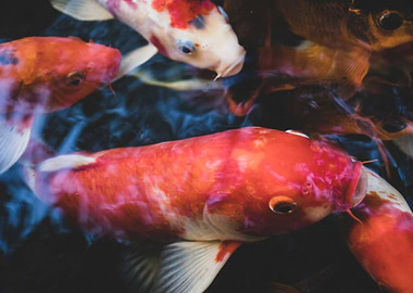 Koi Fishes