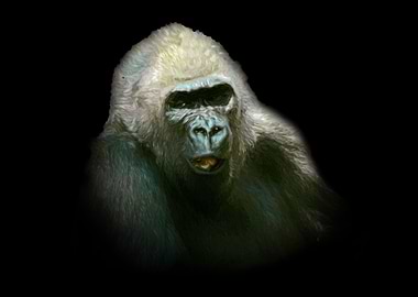 Gorilla portrait