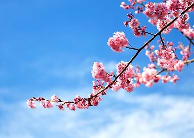 Blossom Sakura and Sky