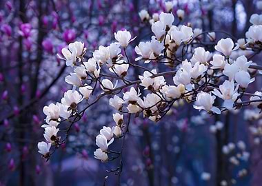 White Blossom Sakura