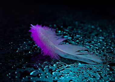 feathers