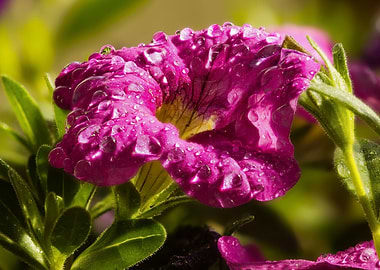 Flower with waterdrops