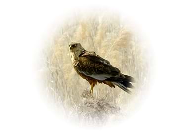 Marsh harrier