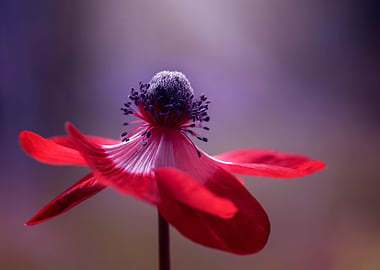 Anemone, red macro flowers