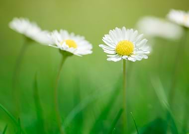 White daisies in meadow