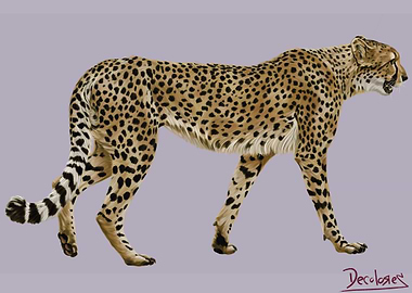 Cheetah