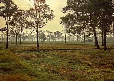Beautiful rice field