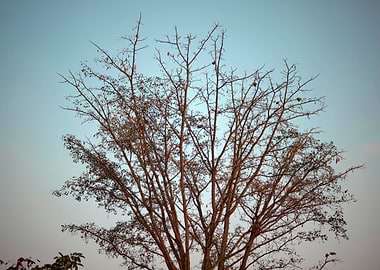 tropical forest with sunl