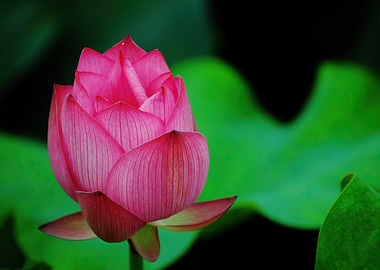 Lotus Flower