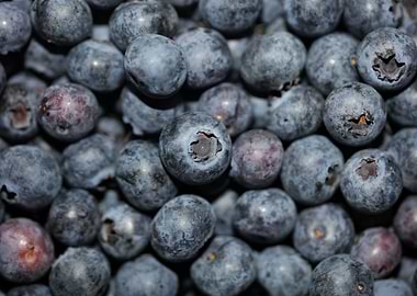 Fresh blueberries close up