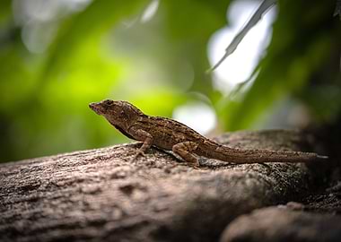 Anolis