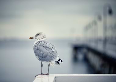 Seagull on the pier