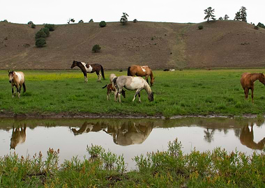 Ponies at the Pond