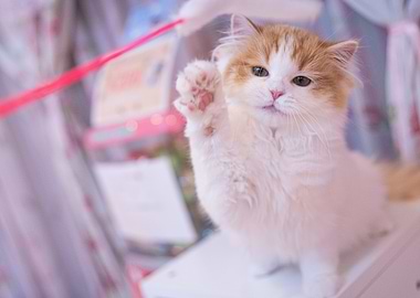 Cute waving Kitten
