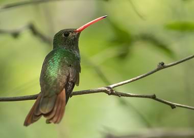 Hummingbird Image
