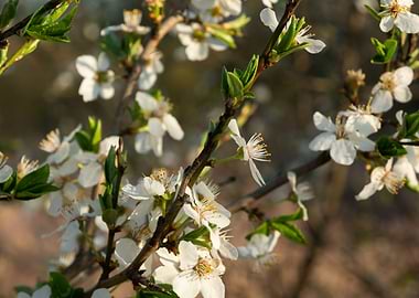 Spring flowers