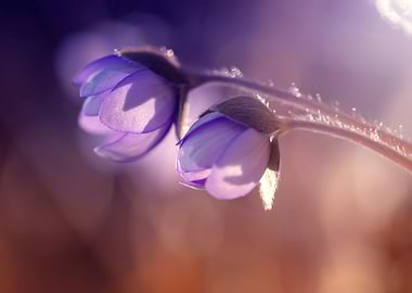 Purple flowers in forest