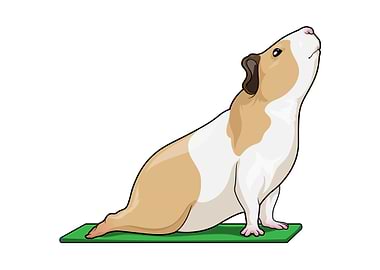 Guinea pig Yoga Fitness