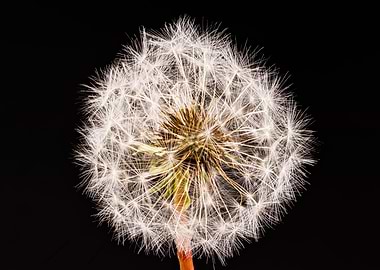 Macro of a dandelion